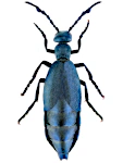 Meloe violaceus Meloe violaceus