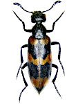 Mylabris variabilis Mylabris variabilis