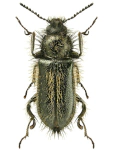 Enicopus hirtus Enicopus hirtus
