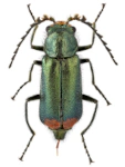 Malachius bipustulatus Malachius bipustulatus