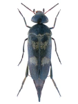 Variimorda villosa Variimorda villosa
