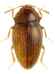 Mycetaea subterranea Mycetaea subterranea