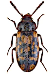 Mycetophagus multipunctatus Mycetophagus multipunctatus