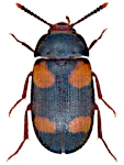 Mycetophagus quadripustulatus Mycetophagus quadripustulatus