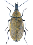 Mycterus curculioides Mycterus curculioides