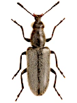 Nemonyx lepturoides Nemonyx lepturoides