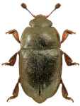 Brassicogethes coracinus Brassicogethes coracinus