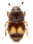 Carpophilus hemipterus Carpophilus hemipterus