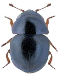 Cybocephalus fodori Cybocephalus fodori