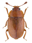 Epuraea aestiva Epuraea aestiva
