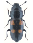 Glischrochilus quadripunctatus Glischrochilus quadripunctatus