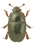 Lamiogethes morosus Lamiogethes morosus