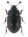 Nitidula bipunctata Nitidula bipunctata