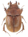 Codocera ferruginea Codocera ferruginea