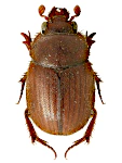 Ochodaeus chrysomeloides Ochodaeus chrysomeloides