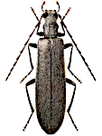 Calopus serraticornis Calopus serraticornis