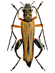 Oedemera podagrariae Oedemera podagrariae
