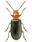 Orsodacne cerasi Orsodacne cerasi