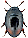 Olibrus bimaculatus Olibrus bimaculatus