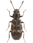 Phloeostichus denticollis Phloeostichus denticollis