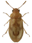 Phloiophilus edwardsii Phloiophilus edwardsii