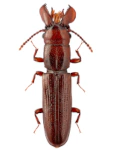 Prostomis mandibularis Prostomis mandibularis