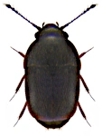Acrotrichis fascicularis Acrotrichis fascicularis