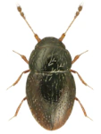 Ptenidium longicorne Ptenidium longicorne