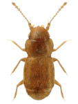 Ptinella denticollis Ptinella denticollis