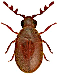 Dorcatoma substriata Dorcatoma substriata