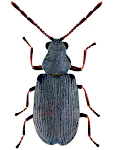 Dryophilus pusillus Dryophilus pusillus