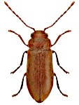 Ernobius abietinus Ernobius abietinus