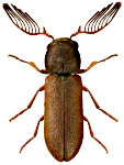 Ptilinus pectinicornis Ptilinus pectinicornis