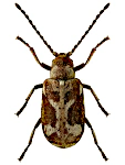 Ptinomorphus imperialis Ptinomorphus imperialis