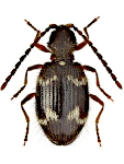 Ptinus rufipes Ptinus rufipes