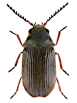 Xyletinus longitarsis Xyletinus longitarsis