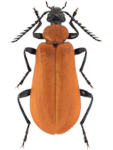 Pyrochroa coccinea Pyrochroa coccinea