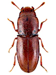 Aglenus brunneus Aglenus brunneus