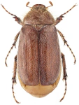 Holochelus pilicollis Holochelus pilicollis