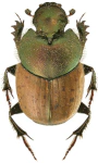 Onthophagus coenobita Onthophagus coenobita