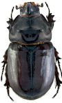 Oryctes nasicornis Oryctes nasicornis