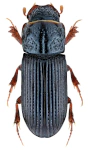 Pleurophorus caesus Pleurophorus caesus