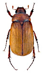 Serica brunnea Serica brunnea