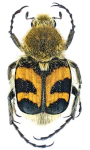 Trichius fasciatus Trichius fasciatus