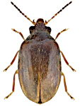 Contacyphon coarctatus Contacyphon coarctatus