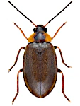 Odeles marginata Odeles marginata