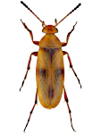 Anaspis maculata Anaspis maculata