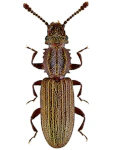 Oryzaephilus surinamensis Oryzaephilus surinamensis