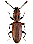 Silvanus bidentatus Silvanus bidentatus