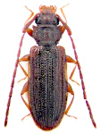 Uleiota planata Uleiota planata